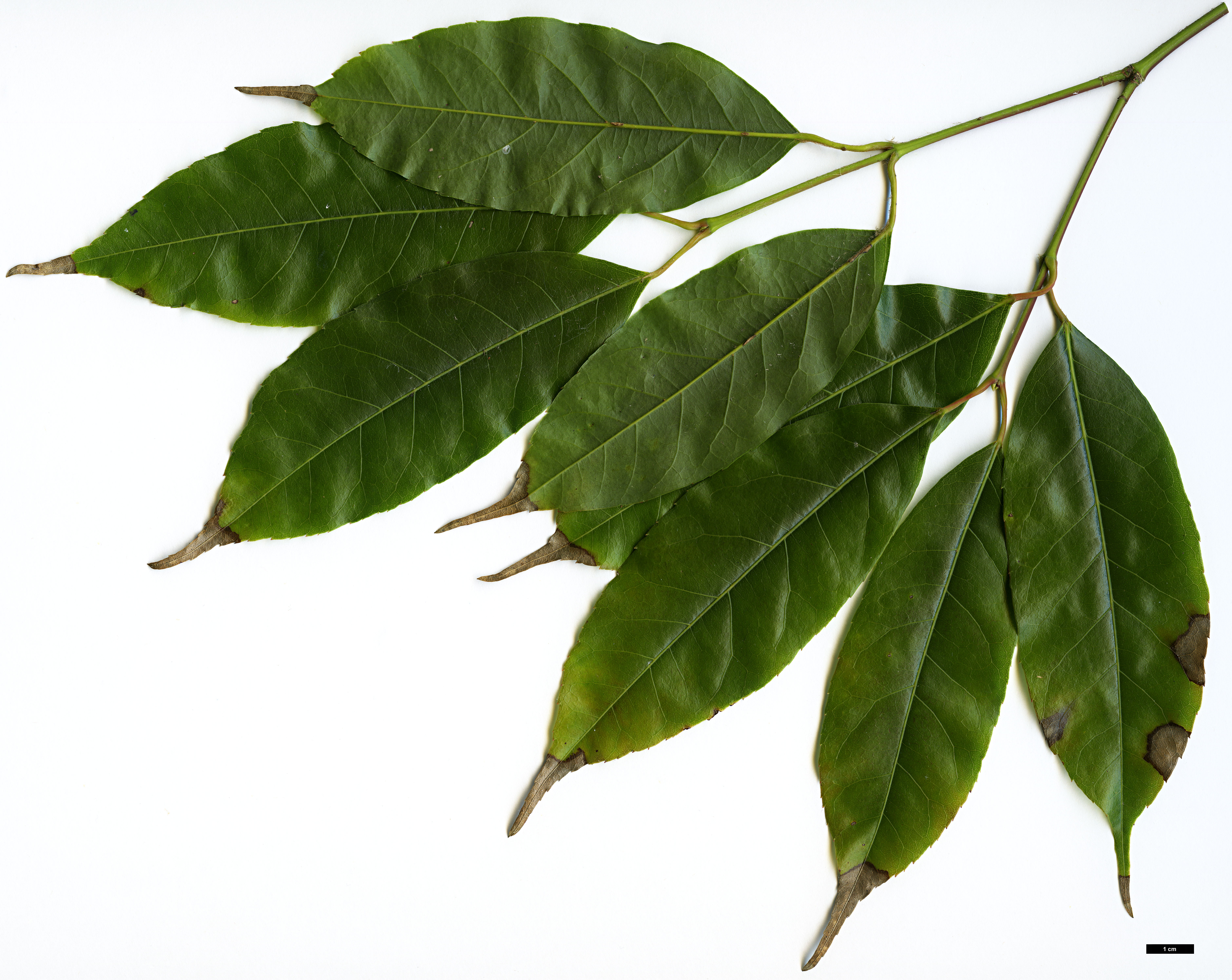 High resolution image: Family: Sapindaceae - Genus: Acer - Taxon: laevigatum - SpeciesSub: var. salweenense